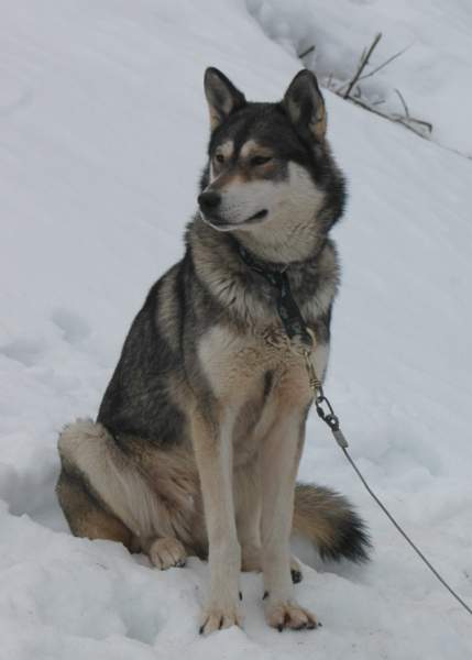 CH. Cashmère Leva neve