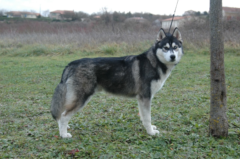 CH. Black magic big boy (dit boréal) Corsicahusky