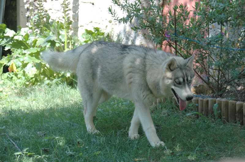 Troika's Dance with wolves ( dite décybel )