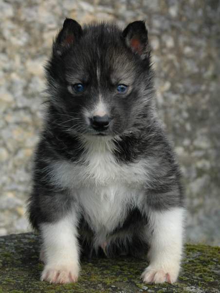 Magic Wolf Hypnotic blue eyes dit halcatraz