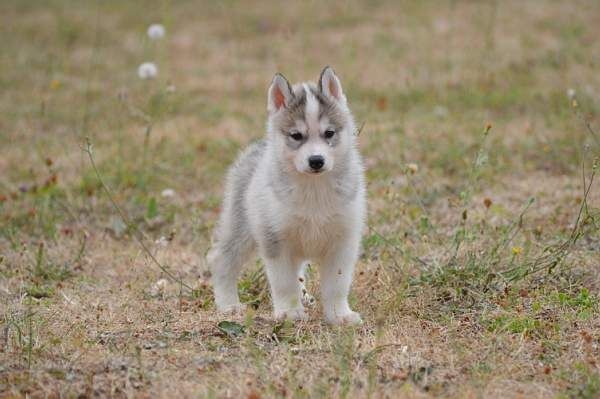 Magic Wolf Laska