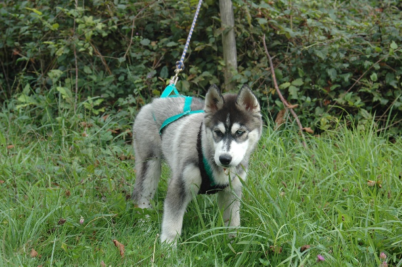 CH. Black magic big boy (dit boréal) Corsicahusky