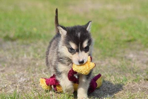 Magic Wolf Malhya (collier jaune)