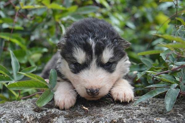 Magic Wolf Mahana dite alaska (collier bleu)