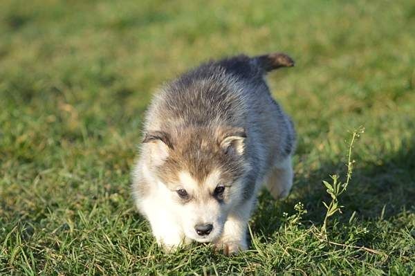 Magic Wolf Laska (bleu)