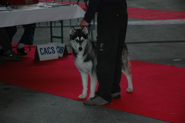 CH. Black magic big boy (dit boréal) Corsicahusky