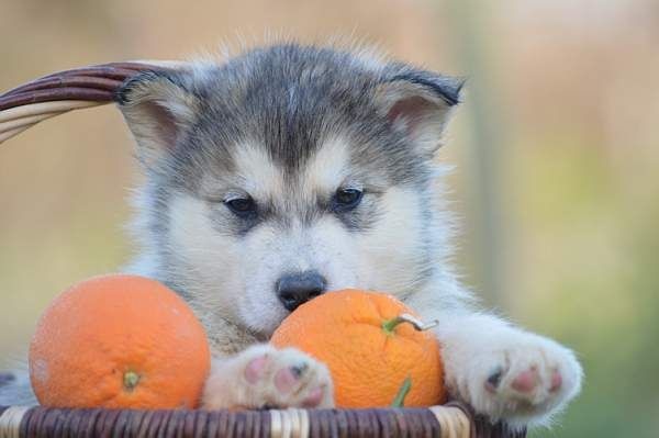 Magic Wolf Laska (bleu)