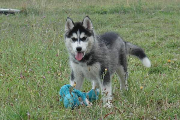 Magic Wolf Ghost dog