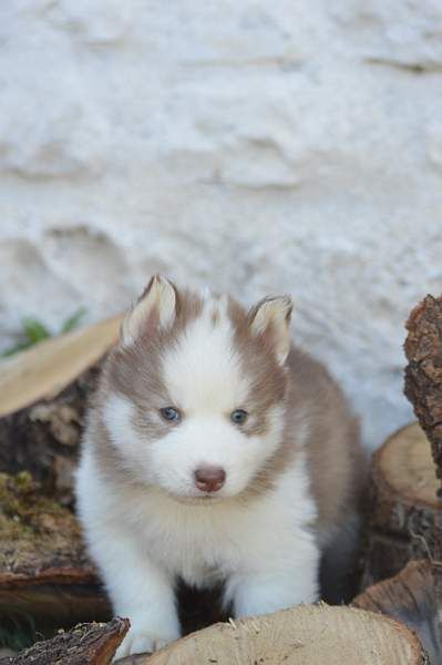 Magic Wolf Néo (chocolat)