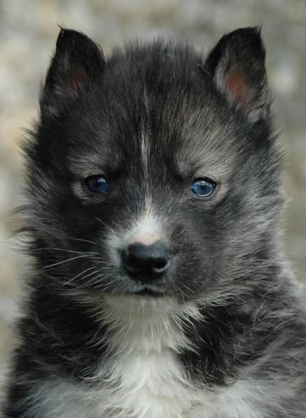 Magic Wolf Hypnotic blue eyes dit halcatraz