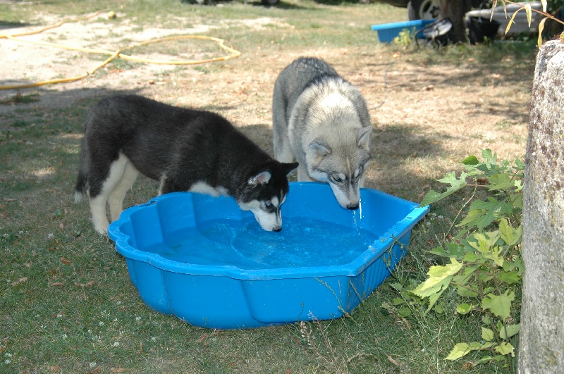 Troika's Dance with wolves ( dite décybel )