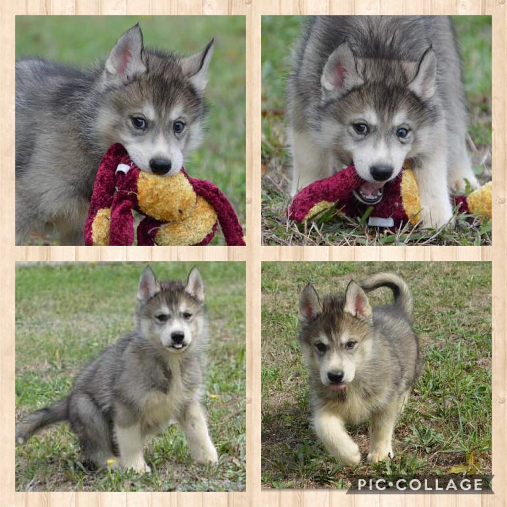 Chiot Elevage Magic Wolf Eleveur De Chiens Siberian Husky