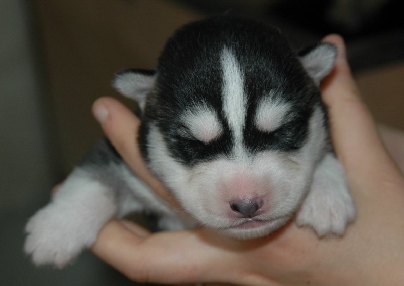 Chiot Elevage Magic Wolf Eleveur De Chiens Siberian Husky