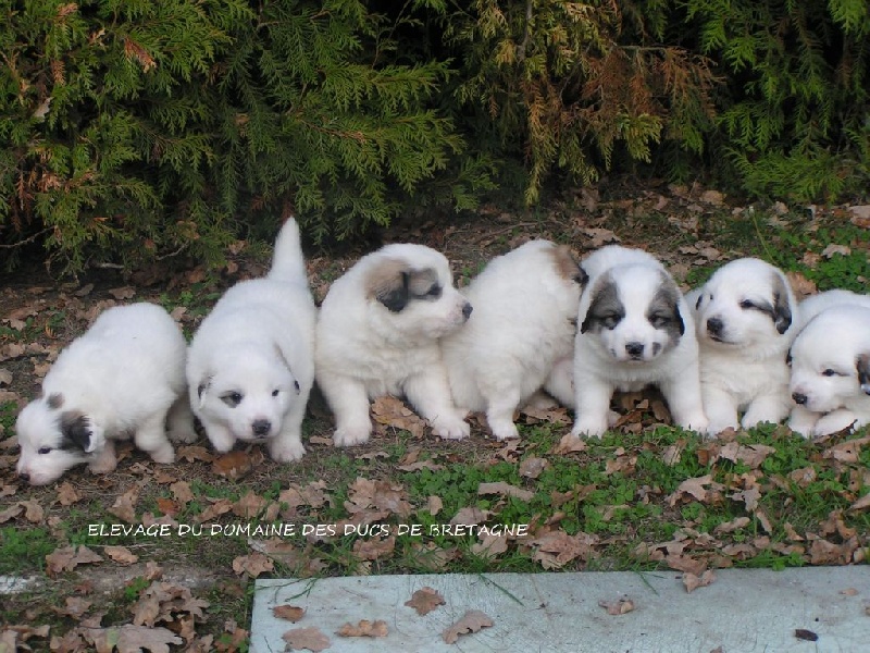 Chiot - montagne des pyrénée patou du domaine des ducs de ...