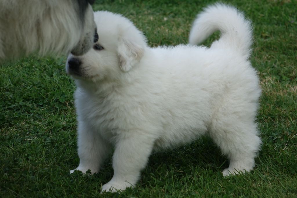 Chiot Chien de Montagne des Pyrenees, mâle disponible en Pays de 