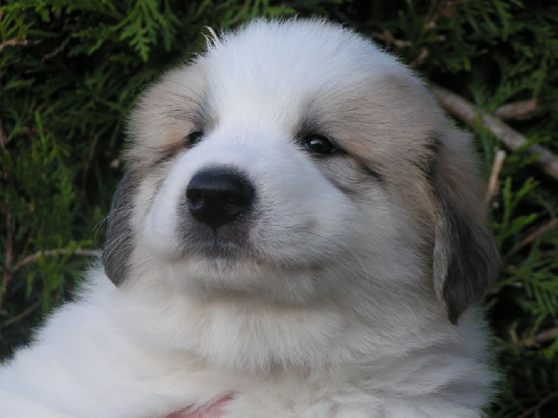 Chiot Montagne Des Pyrénée Patou Du Domaine Des Ducs De