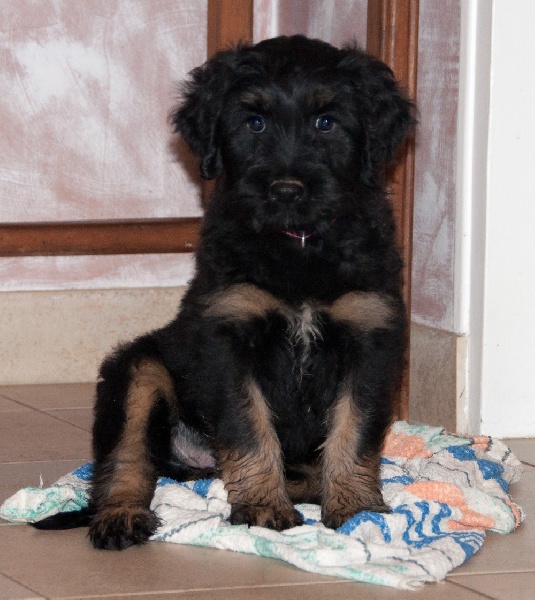 Chiot Elevage Des Gardiens De La Houlette éleveur De