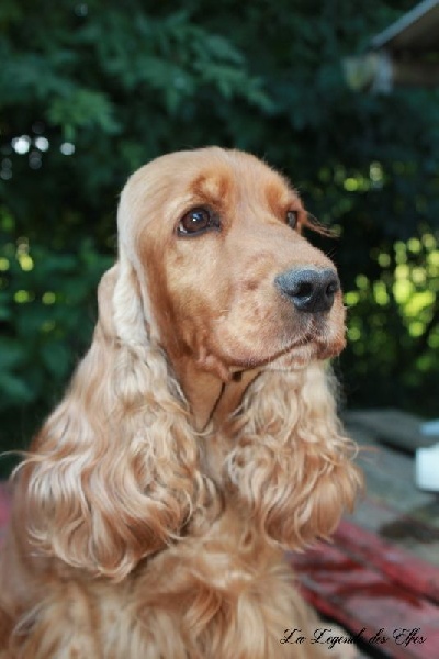 Duchess fergie de de la légende des elfes