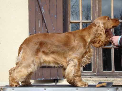 Duchess fergie de de la légende des elfes