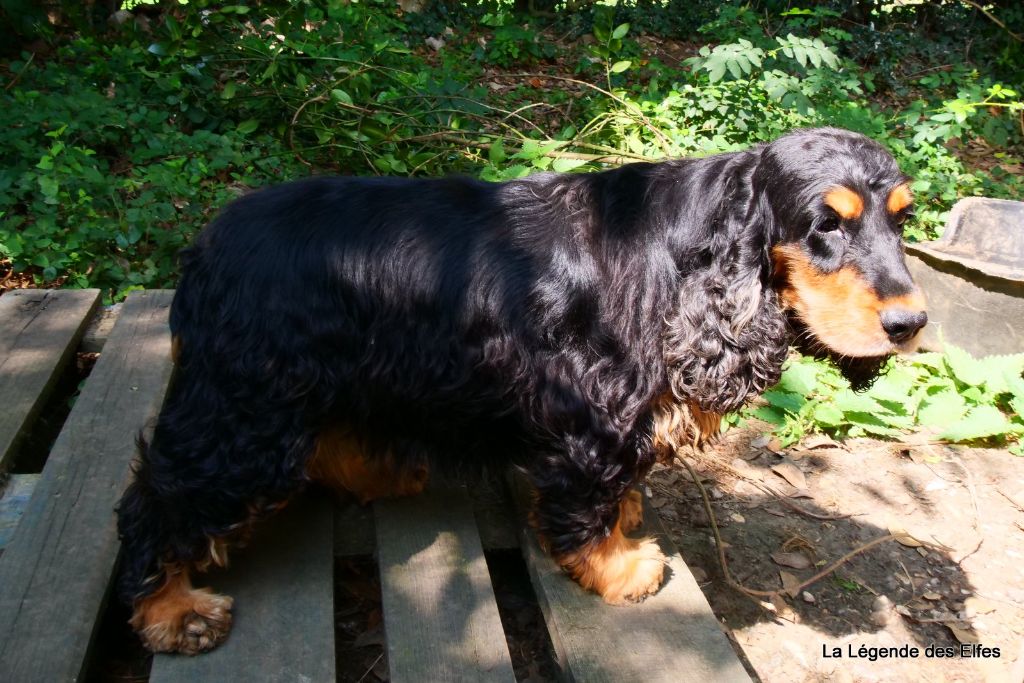 O'catarinetta bella de la légende des elfes