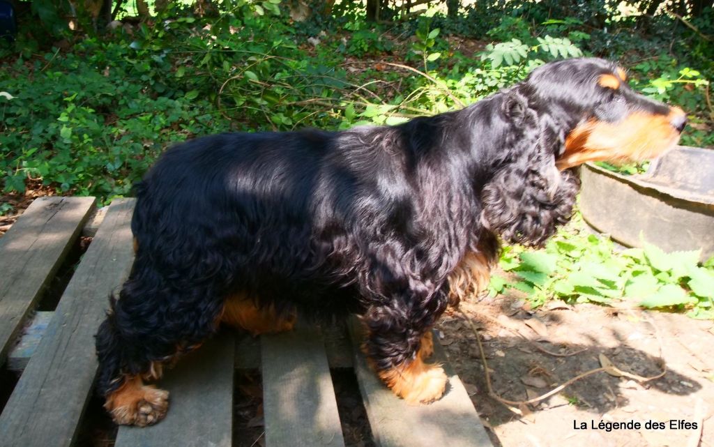 O'catarinetta bella de la légende des elfes