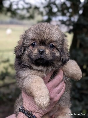 Epagneul tibetain - Chiots Épagneuls tibétains femelles LOF - de la légende des elfes