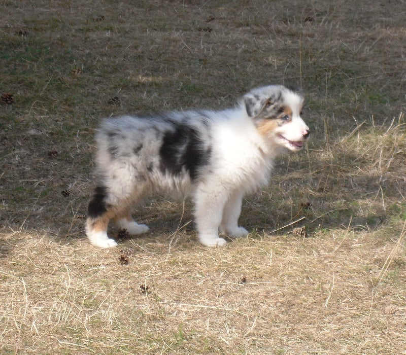 Ghost de lou pastre d'aqui