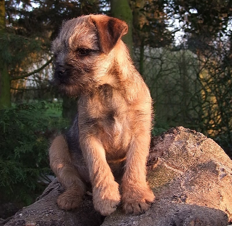 Chiot Elevage Vlatipa Eleveur De Chiens Border Terrier