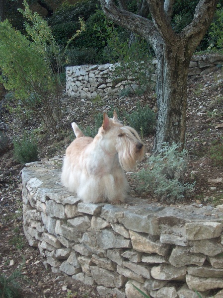 CH. Senechane du Moulin de Mac Grégor