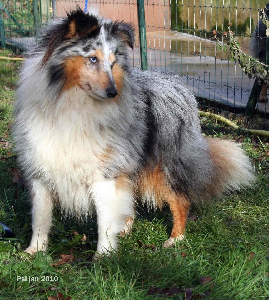 Chester blue Du puits saint loup