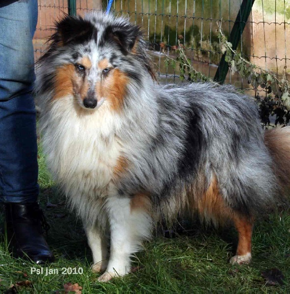 Chester blue Du puits saint loup