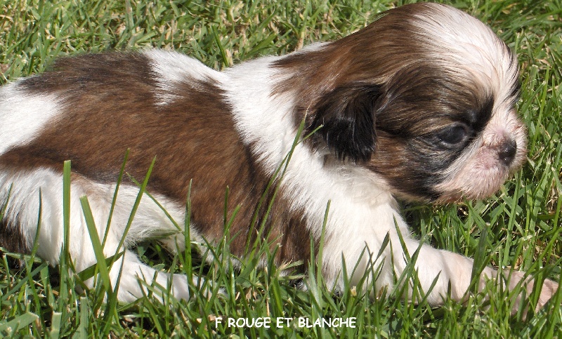 Coco mademoiselle chanel De l'encre de chine