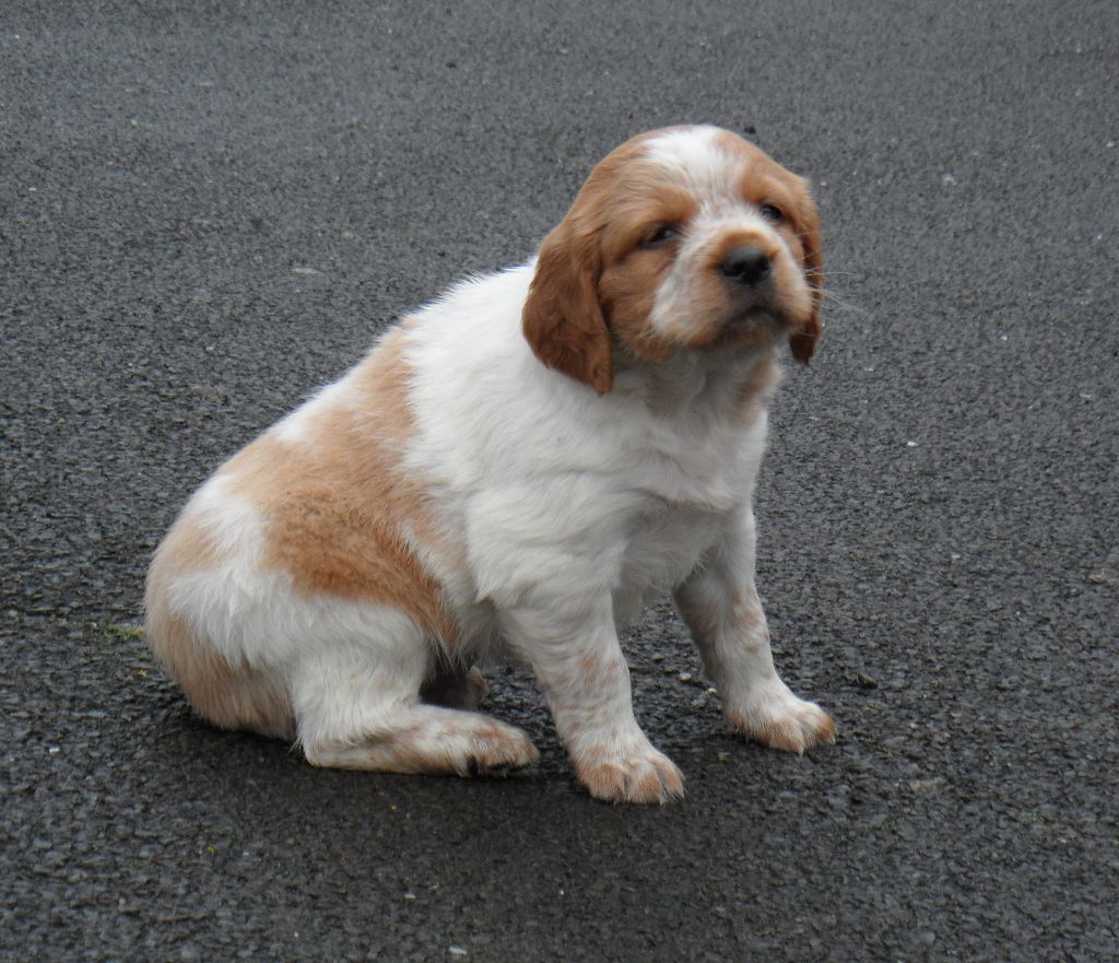 Chiot Elevage De Tremouard Eleveur D Epagneul Bretons