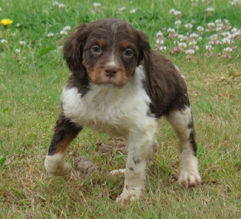 Chiot Elevage De Tremouard Eleveur D Epagneul Bretons