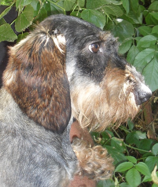 BABOUNE Du logis de beaumanoir