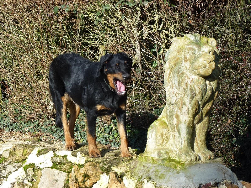 Green-royal d'eternelle du Royaume D'Elsa