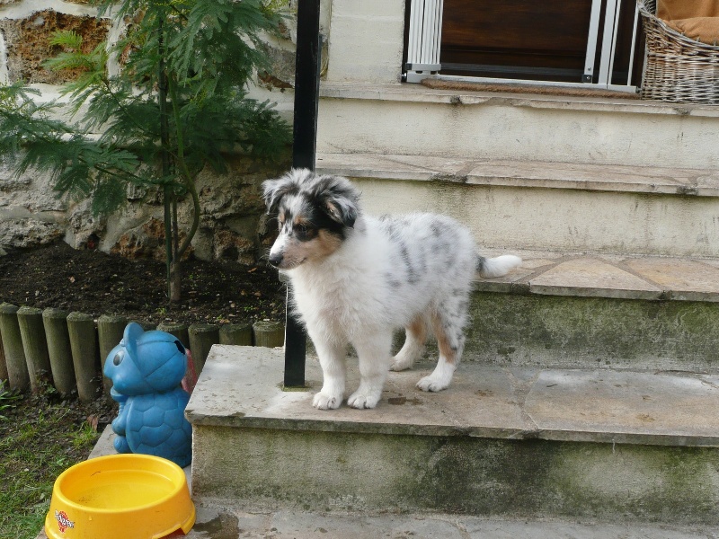 Diabolo blue des tendres caresses