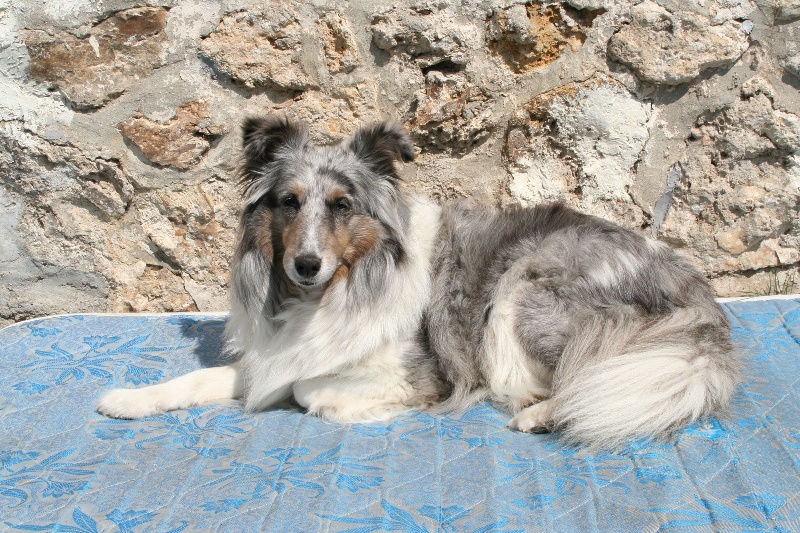 CH. Nougatine bleue du Grand Pre D'Ortignac