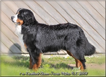 Accueil Elevage Du Domaine Dulane Eleveur De Chiens