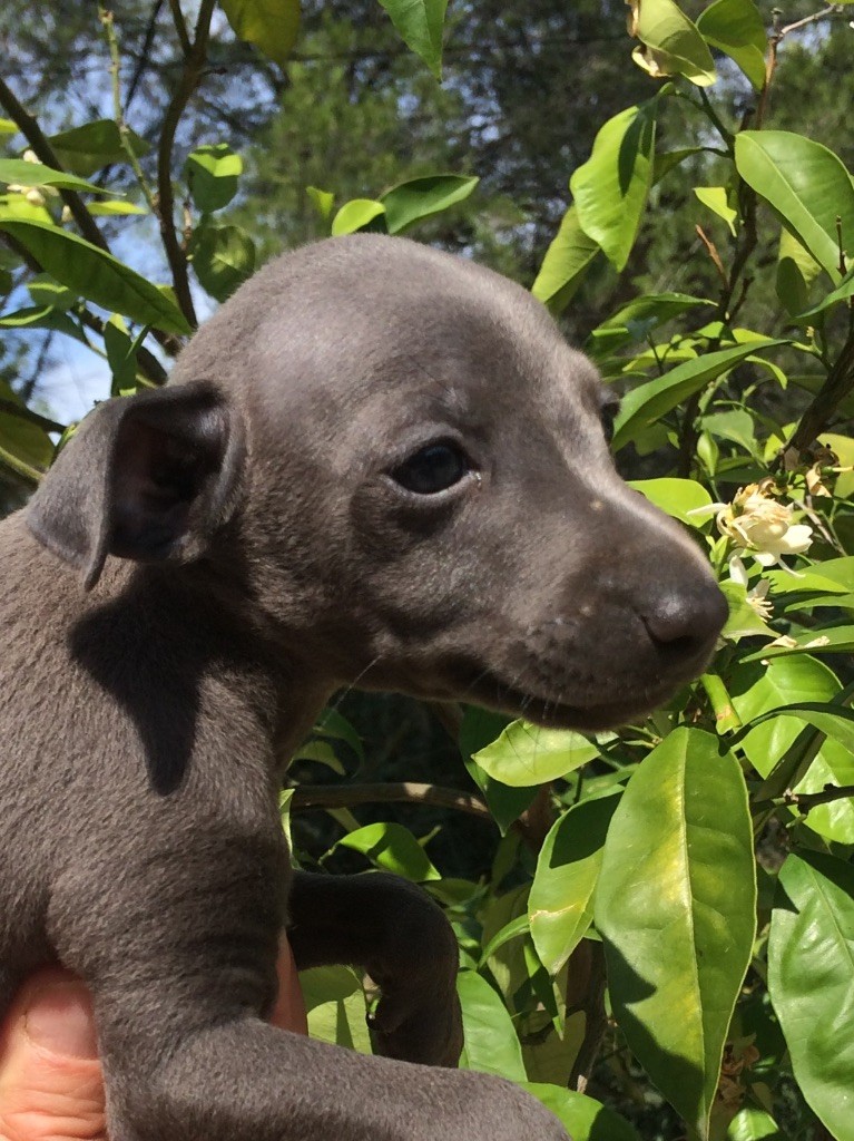 Chiot Elevage De La Clé Aux Loups Eleveur De Chiens