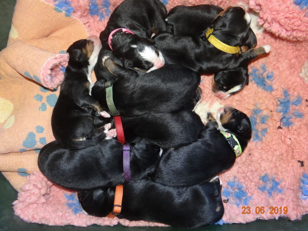 Accueil Elevage Du Hameau Des Baronnies Eleveur De Chiens Bouvier Bernois