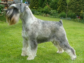 chiens schnauzer ascendants pedigrees