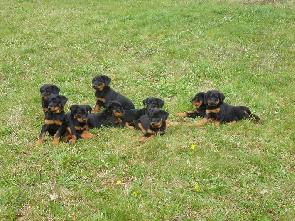 Accueil Elevage De La Cité Des Comtes Eleveur De Chiens