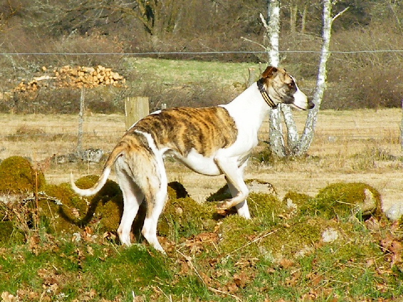 Don't disturb von Hoëhenzoller