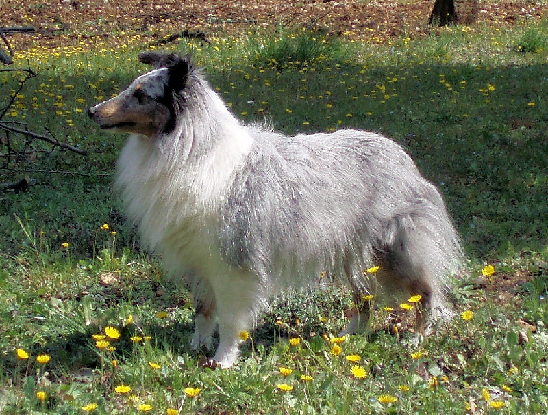 Tsuki bleue d'argent de l'Orchidée d'émeraude