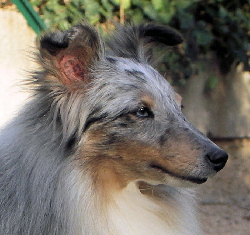 Tsuki bleue d'argent de l'Orchidée d'émeraude