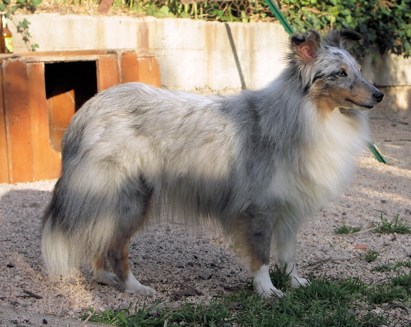 Tsuki bleue d'argent de l'Orchidée d'émeraude