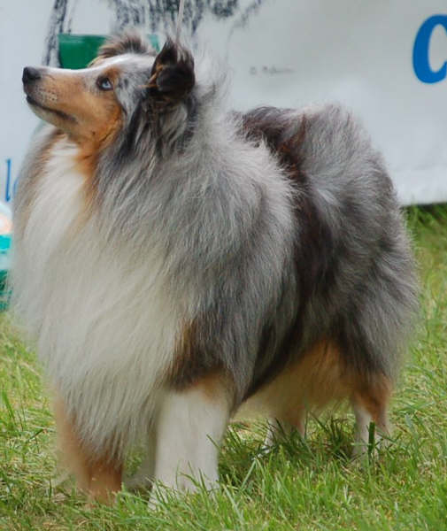 CH. Silver  quick de l'Orchidée d'émeraude