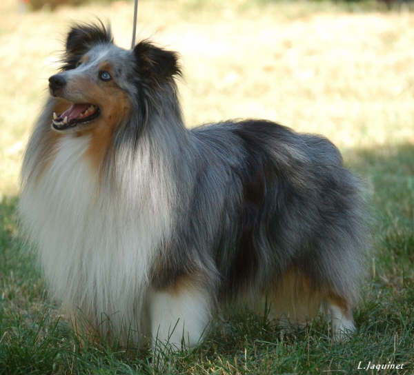 CH. Silver  quick de l'Orchidée d'émeraude