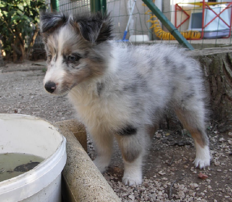 Billy blue de l'Orchidée d'émeraude